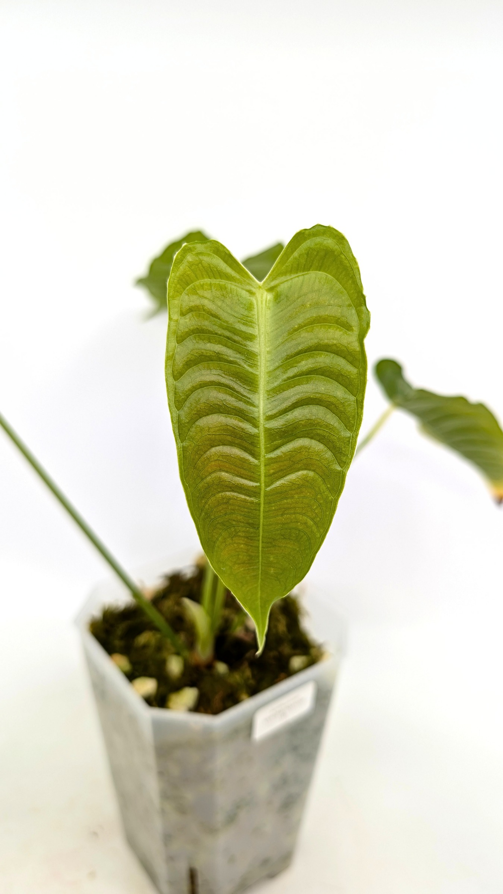 Anthurium Veitchii Narrow — The Leaf Gallery